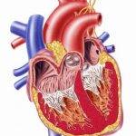 بهترین راه پیشگیری از بیماری‌های قلبی، دکتر قلب، دکتر حمید رضا صنعتی، متخصص و فوق تخصص قلب و عروق تهران، آنژیوپلاستی